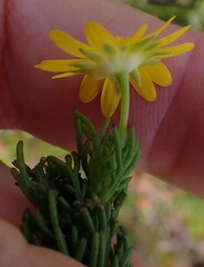 Euryops pinnatipartitus