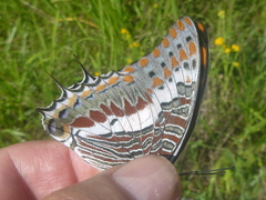 Charaxes saturnus