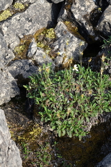 Dryas viscosa