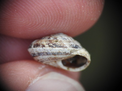 Xerocrassa siderensis