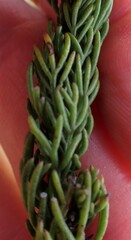 Euryops pinnatipartitus