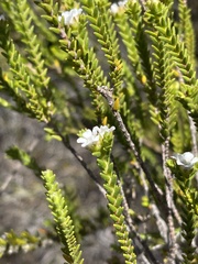 Euchaetis burchellii