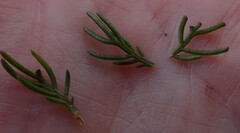 Euryops pinnatipartitus