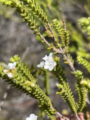 Euchaetis burchellii