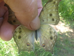 Protogoniomorpha