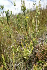 Euryops pinnatipartitus