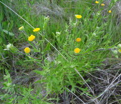 Pulicaria scabra