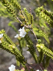 Euchaetis burchellii