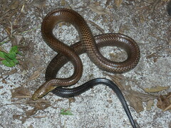 Drymarchon melanurus