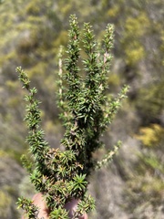 Cliffortia stricta