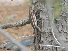 Sceloporus virgatus