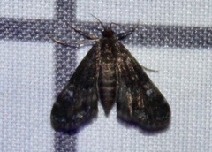 Elophila tinealis