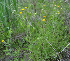 Pulicaria scabra