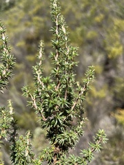 Cliffortia stricta