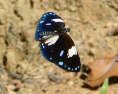 Euploea radamanthus