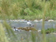 Chroicocephalus serranus