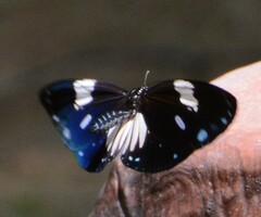 Euploea radamanthus