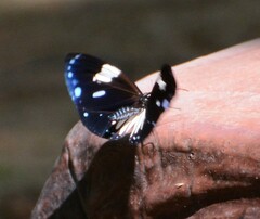 Euploea radamanthus