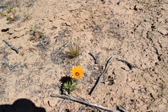 Dimorphotheca sinuata