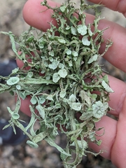 Ramalina leptocarpha