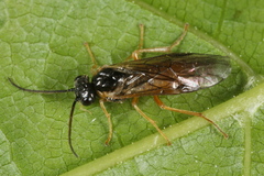 Nematinae