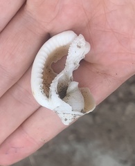 Semicassis centiquadrata