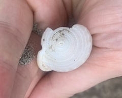 Semicassis centiquadrata