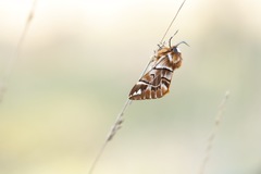 Endromis versicolora