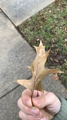 Quercus ellipsoidalis