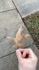 Quercus ellipsoidalis