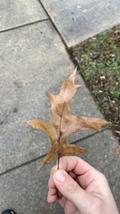 Quercus ellipsoidalis