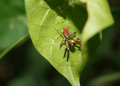 Colopsus