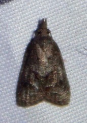 Platynota idaeusalis