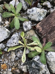 Youngia japonica