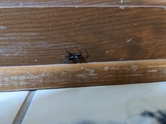 Herpyllus ecclesiasticus