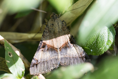 Melipotis nigrobasis