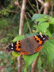 Vanessa indica indica