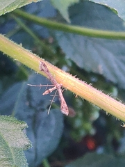 Lantanophaga pusillidactylus