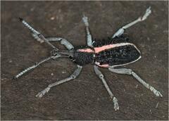 Leptopius clavus