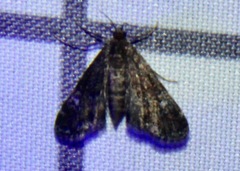 Elophila tinealis