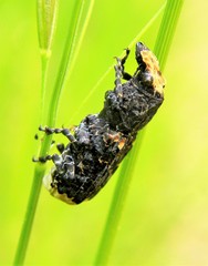 Platyrhinus resinosus