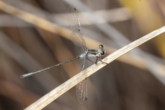 Archiargiolestes pusillus