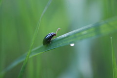 Psylliodes chrysocephala