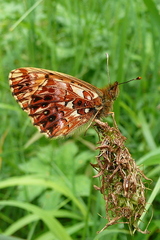 Boloria titania