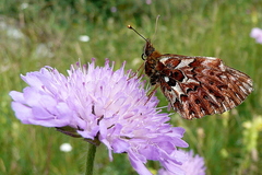 Boloria titania
