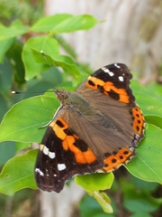 Vanessa indica indica