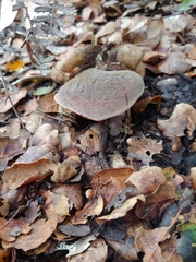 Xerocomellus mendocinensis