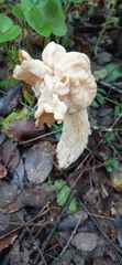 Helvella crispa