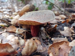 Xerocomellus mendocinensis
