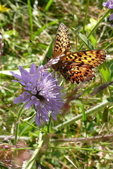 Boloria titania